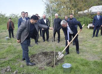 Qubada Ümummilli Lider Heydər Əliyevin anadan olmasının 103-cü ildönümü münasibətilə ağacəkmə aksiyası keçirilib.