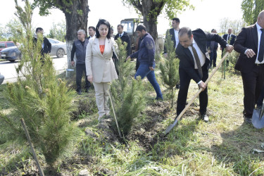 Qubada Ümummilli Lider Heydər Əliyevin anadan olmasının 103-cü ildönümü münasibətilə ağacəkmə aksiyası keçirilib.