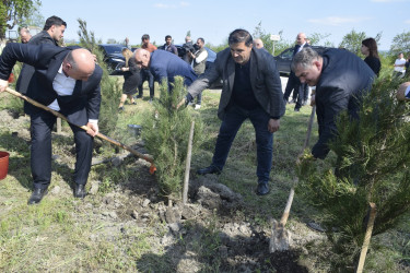 Qubada Ümummilli Lider Heydər Əliyevin anadan olmasının 103-cü ildönümü münasibətilə ağacəkmə aksiyası keçirilib.