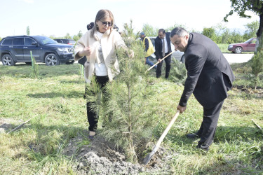 Qubada Ümummilli Lider Heydər Əliyevin anadan olmasının 103-cü ildönümü münasibətilə ağacəkmə aksiyası keçirilib.