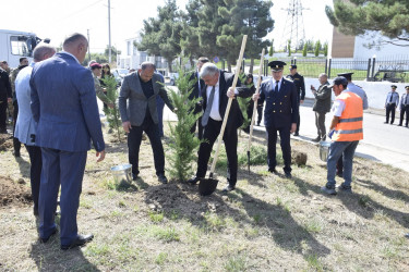 Qubada Anım Günü ilə əlaqədar ağacəkmə aksiyası keçirildi.