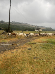 Tüləkəran kəndində sosial-iqtisadi təşəbbüsə dəstək.