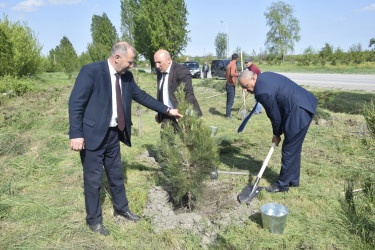 Qubada Ümummilli Lider Heydər Əliyevin anadan olmasının 103-cü ildönümü münasibətilə ağacəkmə aksiyası keçirilib.