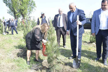 Qubada Ümummilli Lider Heydər Əliyevin anadan olmasının 103-cü ildönümü münasibətilə ağacəkmə aksiyası keçirilib.