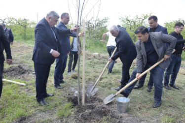 Qubada Ümummilli Lider Heydər Əliyevin anadan olmasının 103-cü ildönümü münasibətilə ağacəkmə aksiyası keçirilib.