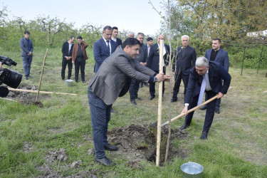 Qubada Ümummilli Lider Heydər Əliyevin anadan olmasının 103-cü ildönümü münasibətilə ağacəkmə aksiyası keçirilib.