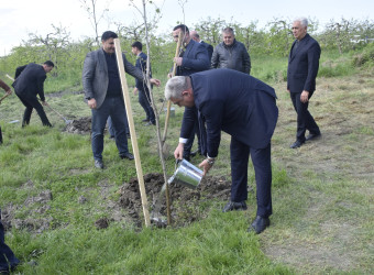 Qubada Ümummilli Lider Heydər Əliyevin anadan olmasının 103-cü ildönümü münasibətilə ağacəkmə aksiyası keçirilib.