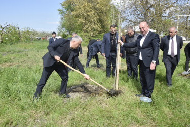 Qubada Ümummilli Lider Heydər Əliyevin anadan olmasının 103-cü ildönümü münasibətilə ağacəkmə aksiyası keçirilib.