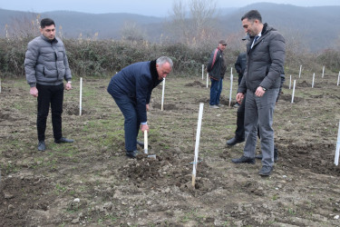 Quba rayonunda “Yaşıl dünya naminə həmrəylik ili” çərçivəsində növbəti ağacəkmə aksiyası keçirilib.