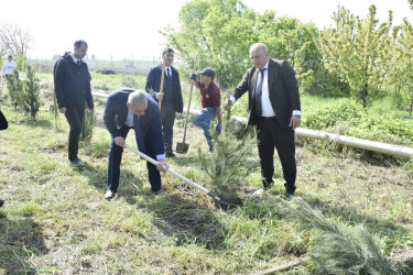 Qubada Ümummilli Lider Heydər Əliyevin anadan olmasının 103-cü ildönümü münasibətilə ağacəkmə aksiyası keçirilib.