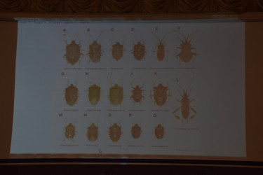 Qubada “Qəhvəyi mərmər bağacığına qarşı maarifləndirmə və mübarizə” mövzusunda tədbir keçirilib.