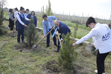 Qubada Ümummilli Lider Heydər Əliyevin anadan olmasının 103-cü ildönümü münasibətilə ağacəkmə aksiyası keçirilib.