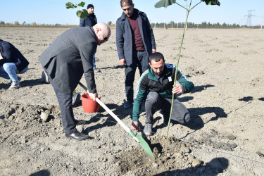 Rayonda “Yaşıl dünya naminə həmrəylik ili” çərçivəsində növbəti ağacəkmə aksiyası keçirilib.