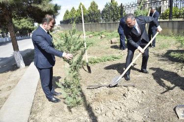 Qubada Anım Günü ilə əlaqədar ağacəkmə aksiyası keçirildi.