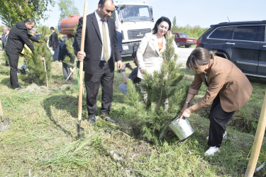 Qubada Ümummilli Lider Heydər Əliyevin anadan olmasının 103-cü ildönümü münasibətilə ağacəkmə aksiyası keçirilib.