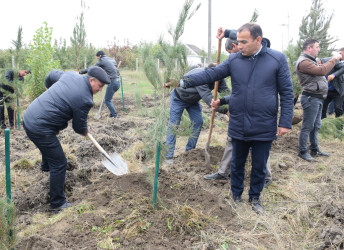 Rayonda “Yaşıl dünya naminə həmrəylik ili” çərçivəsində növbəti geniş miqyaslı ağacəkmə aksiyası keçirilib.