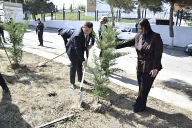 Qubada Anım Günü ilə əlaqədar ağacəkmə aksiyası keçirildi.