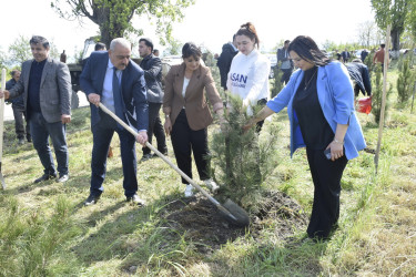 Qubada Ümummilli Lider Heydər Əliyevin anadan olmasının 103-cü ildönümü münasibətilə ağacəkmə aksiyası keçirilib.
