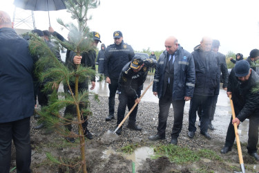 Quba rayonunda “Yaşıl dünya naminə həmrəylik ili” çərçivəsində ağacəkmə aksiyası keçirilib.