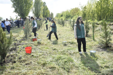 Qubada Ümummilli Lider Heydər Əliyevin anadan olmasının 103-cü ildönümü münasibətilə ağacəkmə aksiyası keçirilib.