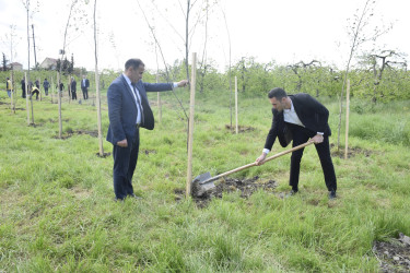 Qubada Ümummilli Lider Heydər Əliyevin anadan olmasının 103-cü ildönümü münasibətilə ağacəkmə aksiyası keçirilib.