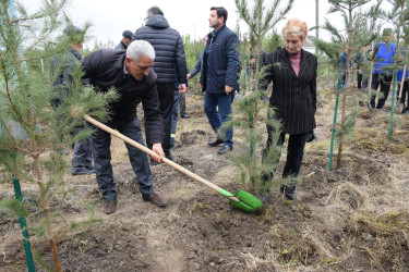 Rayonda “Yaşıl dünya naminə həmrəylik ili” çərçivəsində növbəti geniş miqyaslı ağacəkmə aksiyası keçirilib.