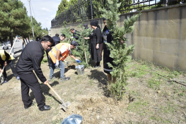 Qubada Anım Günü ilə əlaqədar ağacəkmə aksiyası keçirildi.