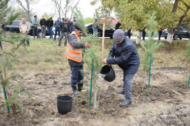 Rayonda “Yaşıl dünya naminə həmrəylik ili” çərçivəsində növbəti geniş miqyaslı ağacəkmə aksiyası keçirilib.