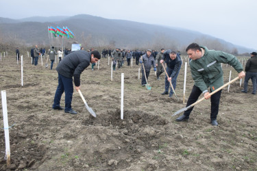 Quba rayonunda “Yaşıl dünya naminə həmrəylik ili” çərçivəsində növbəti ağacəkmə aksiyası keçirilib.