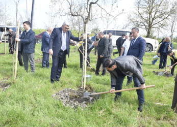 Qubada Ümummilli Lider Heydər Əliyevin anadan olmasının 103-cü ildönümü münasibətilə ağacəkmə aksiyası keçirilib.