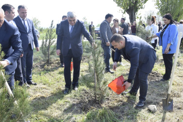 Qubada Ümummilli Lider Heydər Əliyevin anadan olmasının 103-cü ildönümü münasibətilə ağacəkmə aksiyası keçirilib.
