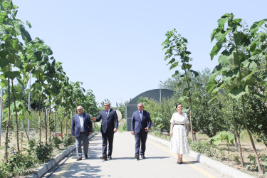 Quba Rayon İcra Hakimiyyətinin başçısı İlqar Mahmudov Meyvəçilik və Çayçılıq Elmi Tədqiqat İnstitutuna baş çəkmişdir.