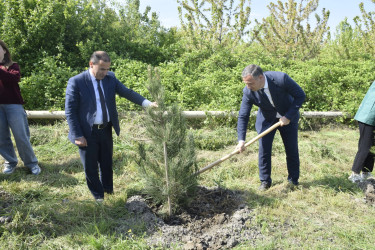 Qubada Ümummilli Lider Heydər Əliyevin anadan olmasının 103-cü ildönümü münasibətilə ağacəkmə aksiyası keçirilib.