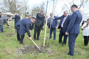 Qubada Ümummilli Lider Heydər Əliyevin anadan olmasının 103-cü ildönümü münasibətilə ağacəkmə aksiyası keçirilib.
