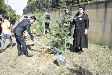 Qubada Anım Günü ilə əlaqədar ağacəkmə aksiyası keçirildi.