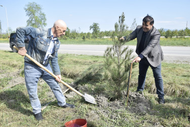 Qubada Ümummilli Lider Heydər Əliyevin anadan olmasının 103-cü ildönümü münasibətilə ağacəkmə aksiyası keçirilib.