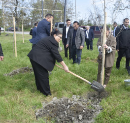 Qubada Ümummilli Lider Heydər Əliyevin anadan olmasının 103-cü ildönümü münasibətilə ağacəkmə aksiyası keçirilib.