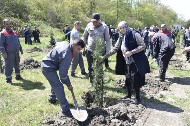 “Şəhərsalma və Memarlıq İli” çərçivəsində Qubada ağacəkmə aksiyası keçirilib.